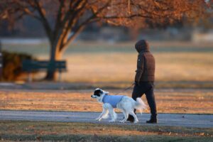 Consider Microchipping Your Pet